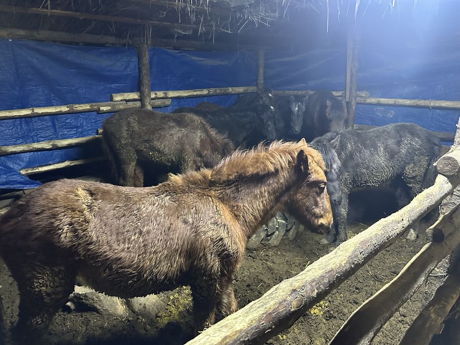 Сауын бие сатылады екеуі көктемде туады