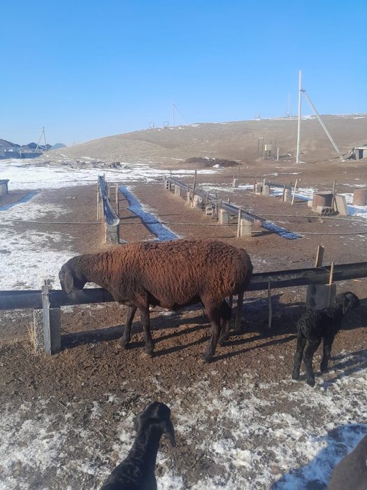 Қозылы қой 4 бас