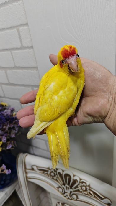 Продаётся птенец попугая Какарика