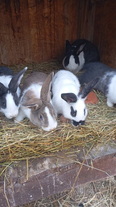 Vând iepuri hecoli , disponibili 7 masculi și 7 femele, vârsta 4 luni