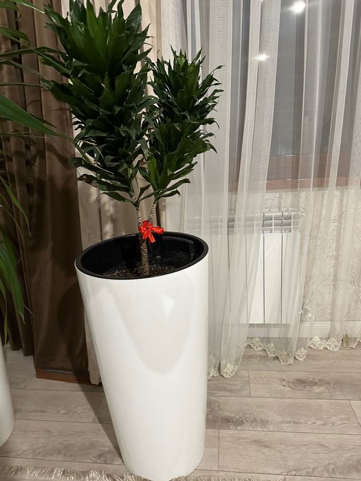 Продам комнатное растение