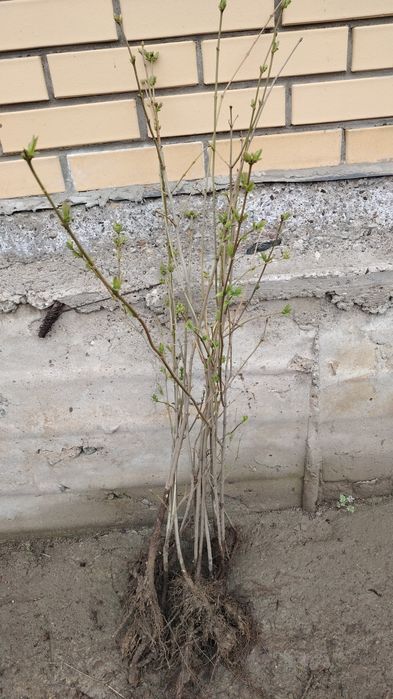 Көшеттер Ағаштар Расада бар