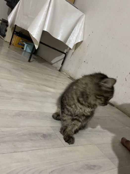 Отдам кота в хорошие руки