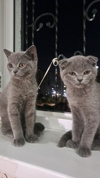 Британский скотч