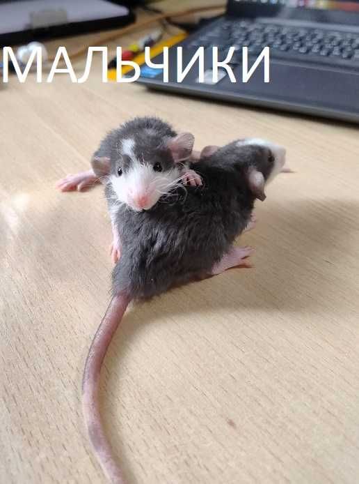 МАЛЬЧИКИ Крысята -Дамбо кучеряшки