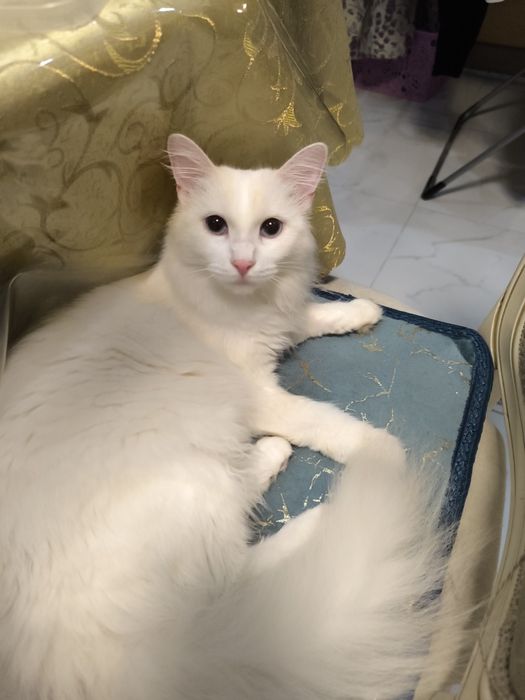 Пристраивается котик