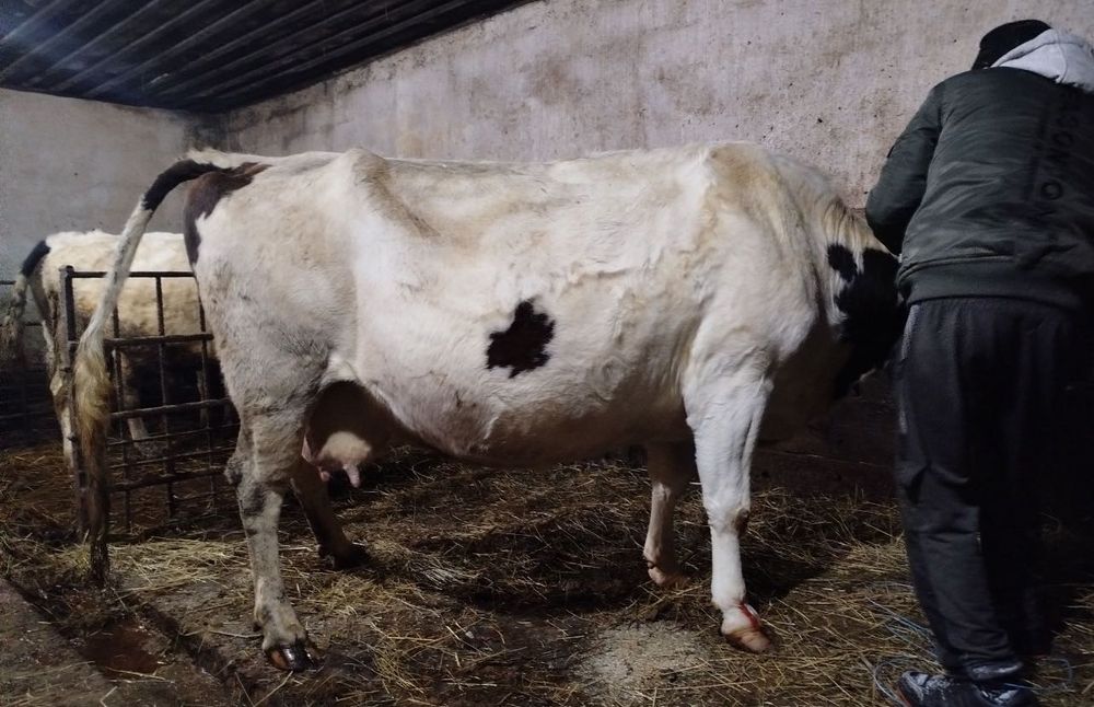 Корова молочная Продам