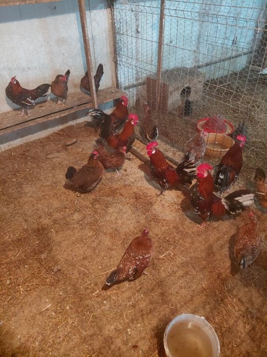 Gainusi americane de vanzare