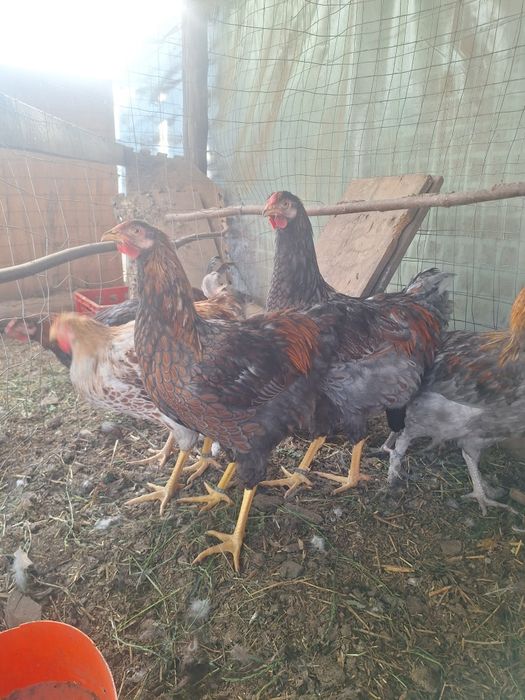 Cocosi  wyandotte  Marans  Araucana Crem legbar
