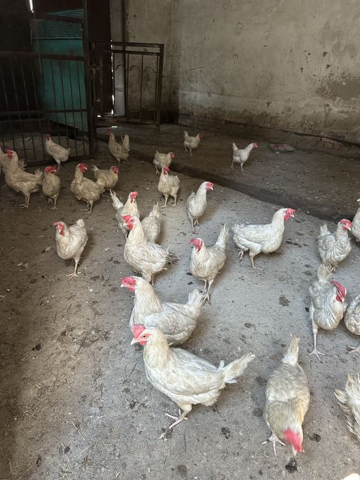 Продаю куры несушек леггорны