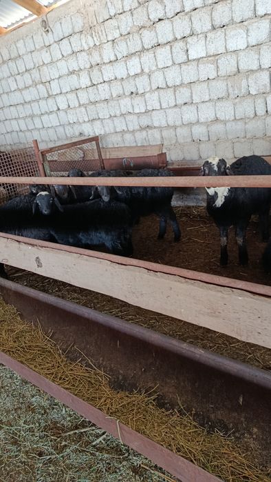 Қозылы қой баррр оптым сатылады