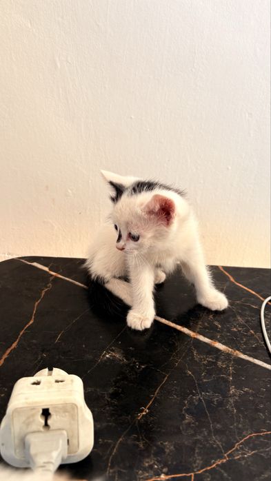 Отдам котят-девочек в добрые руки