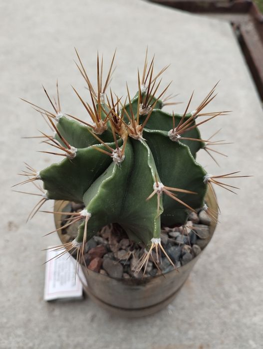 Продам коллекционные растения