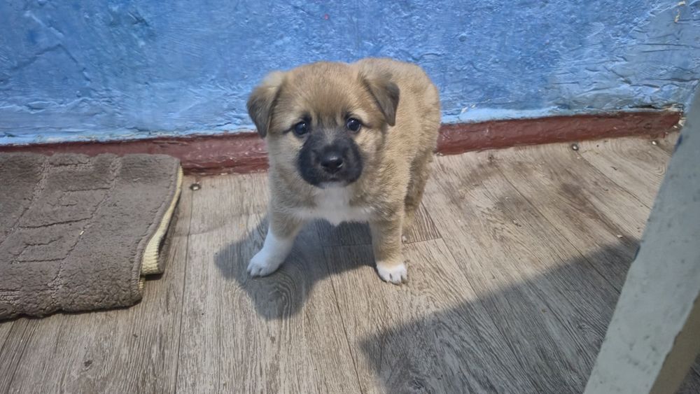 Щенок авчарка метис мальчик