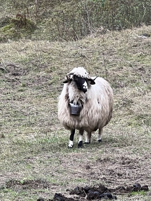 Oii de vanzare si 2 berbecii