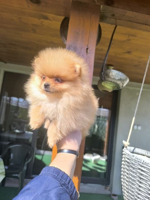 Померанчета мини,мини