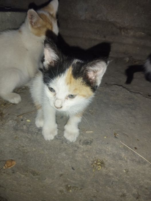 Котята (4 штуки)