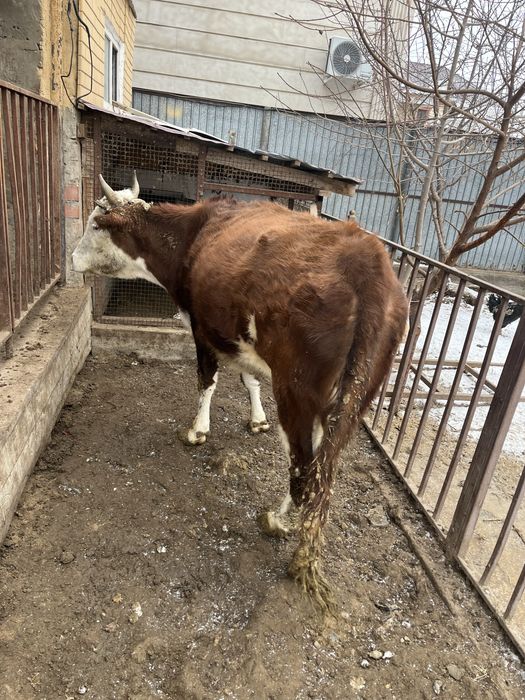 Семіз қысыр сиыр