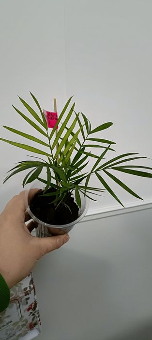 В наличии цветочки по 1000 тенге