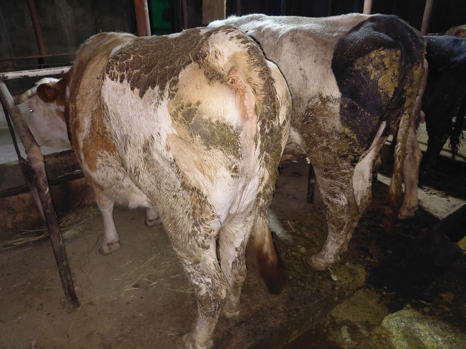 Семіз сиырлар сатылады