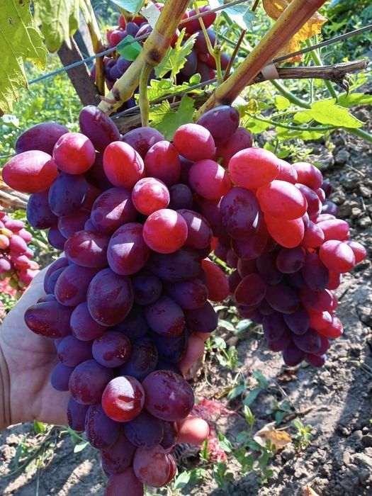 Podarok Nesvetaia vita de vie