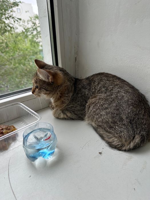 Котик в хорошие руки