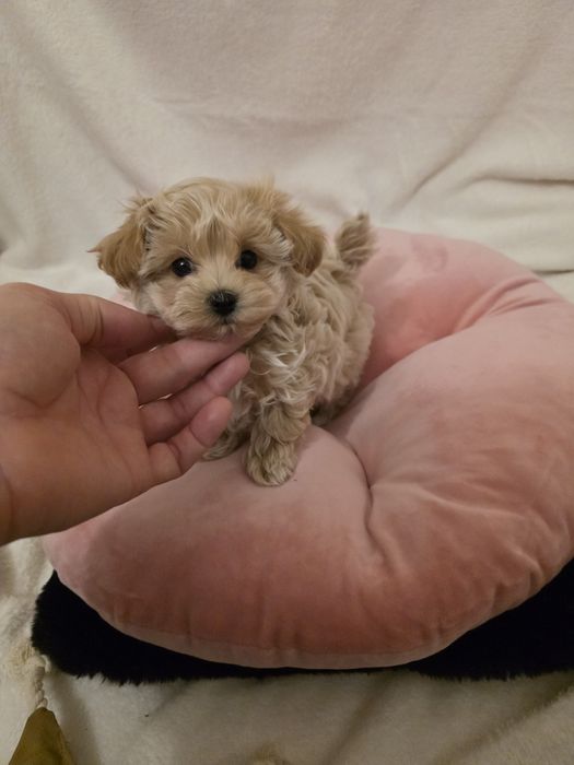 Pui Maltipoo Fetiță teacup