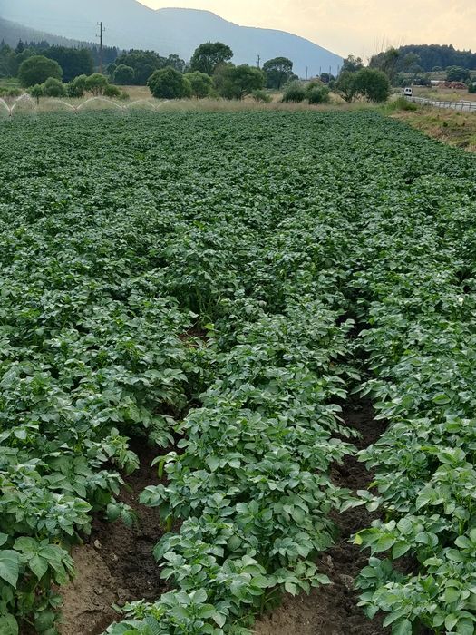 Семе Картофи СОРАЯ клас А