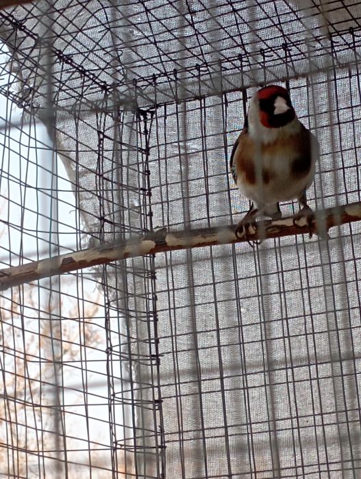 Кокил савала бор