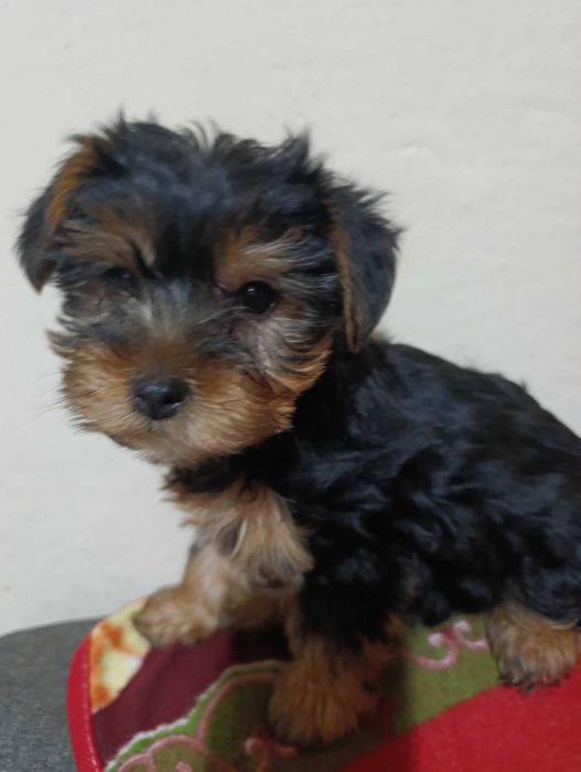 Йоркширски териер