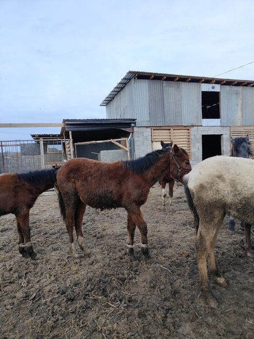 Жабағы Тай шығарлар сатылады