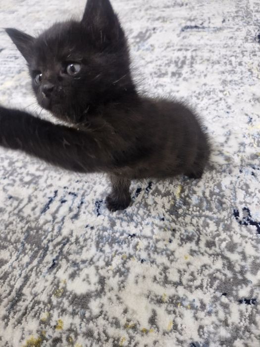 Бесплатно отдам КОТЁНКА в добрые руки