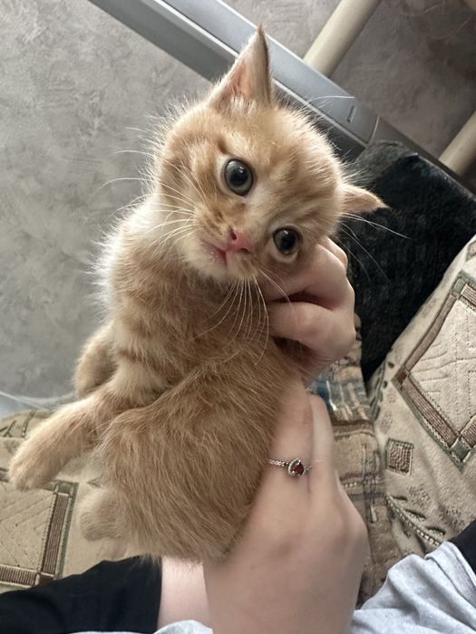 Отдам котят в добрые руки