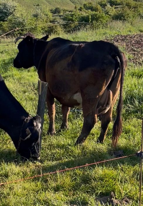 Vaca cu lapte disponibila
