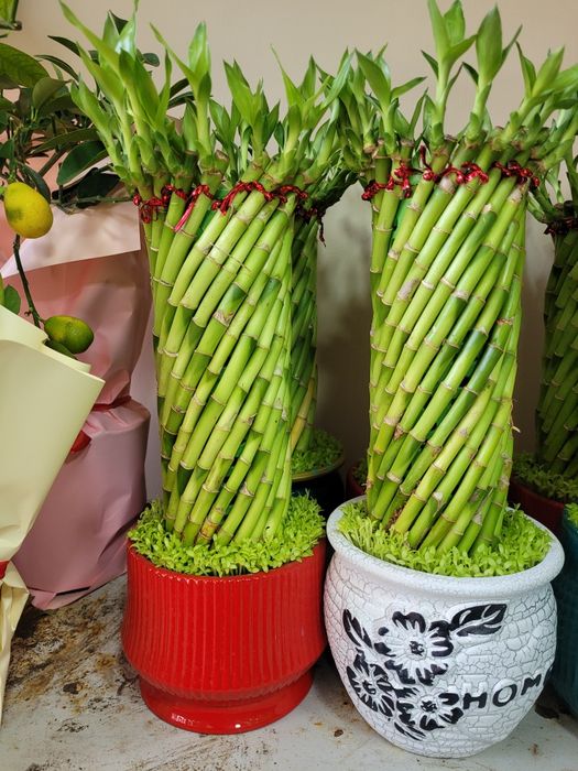 Бамбук. Бамбук в кашпо