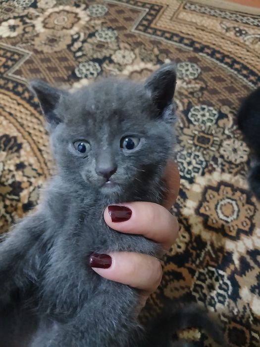 Котята серые 3 черное 2