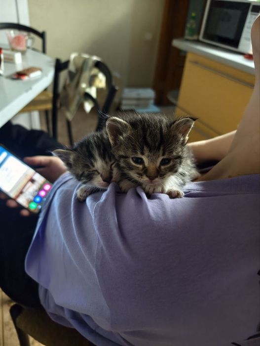 Крошки котята, 1 мес, девочки