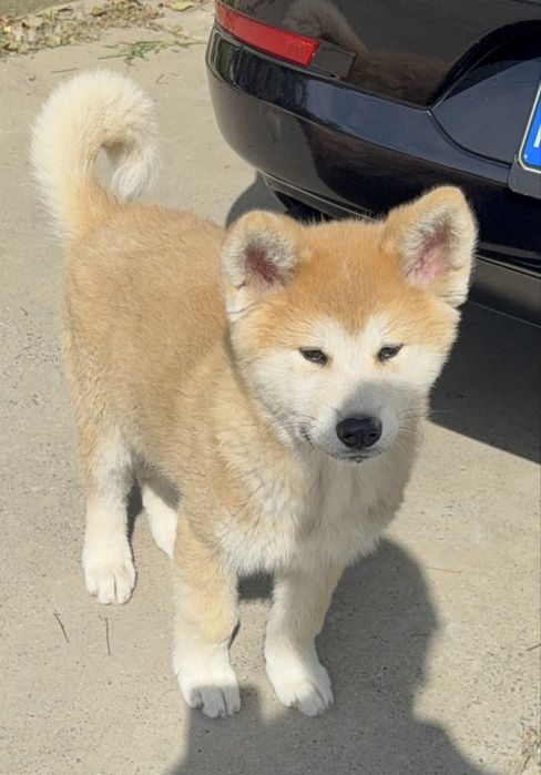 Akita Inu Japonez