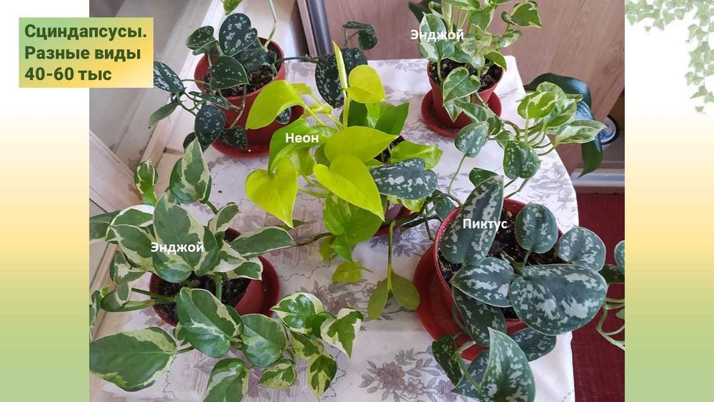 Стеллаж для фиалок со стеклянными полками