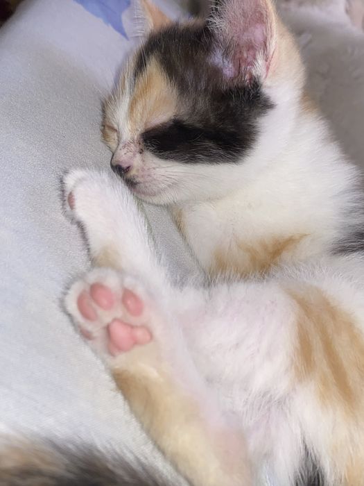 Кошечка, девочка
