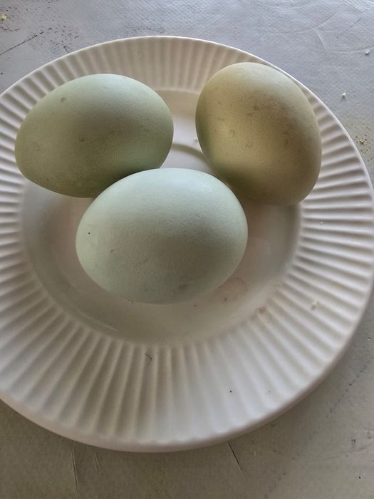 Инкубационное яйцо