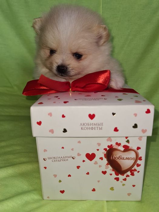 Продам щенков шпица,прекрасный подарок