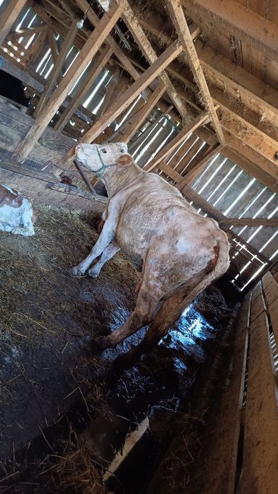 Taur si vaca de abator
