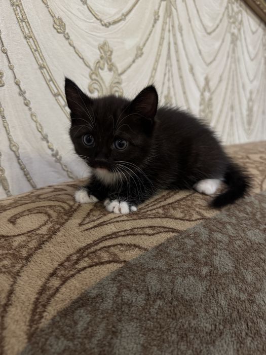 Отдам котят в добрые ручки