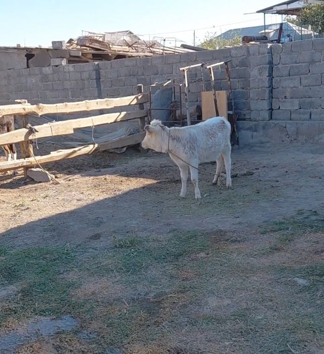 Сатылады кашар бырынши тума кысыр