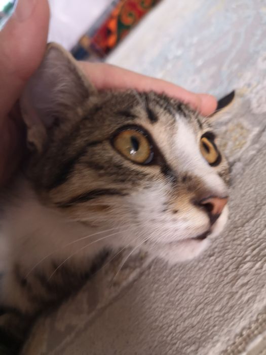 Котенок мальчик 2мес