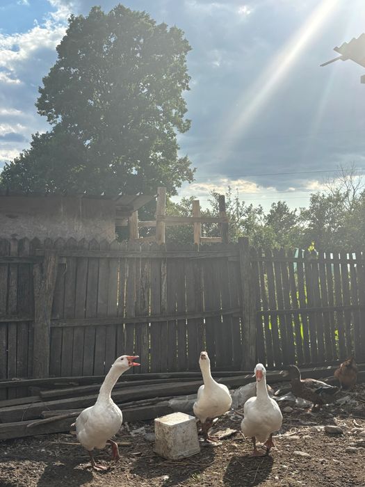 Gâște de curte – crescute natural
