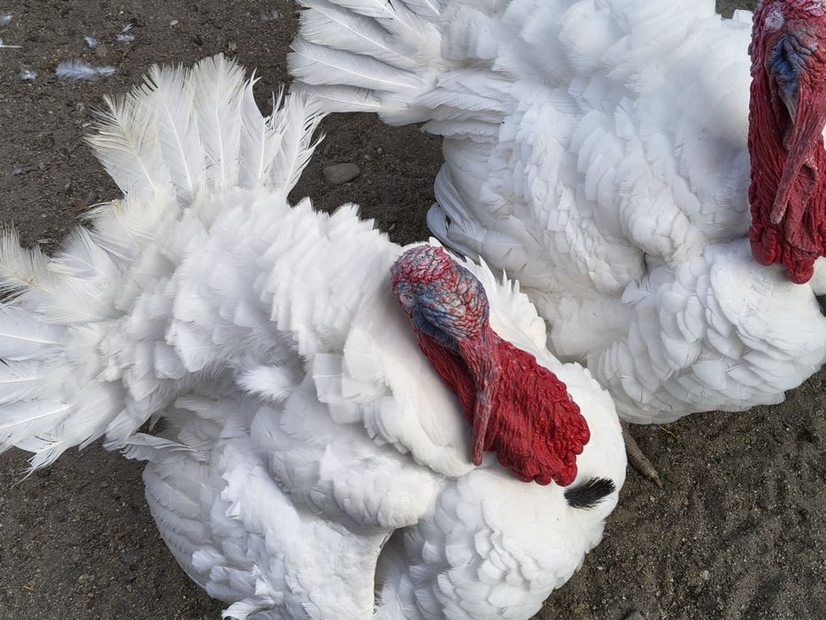 Vând curcani și curci  crescuți bio în gospodăria proprie.