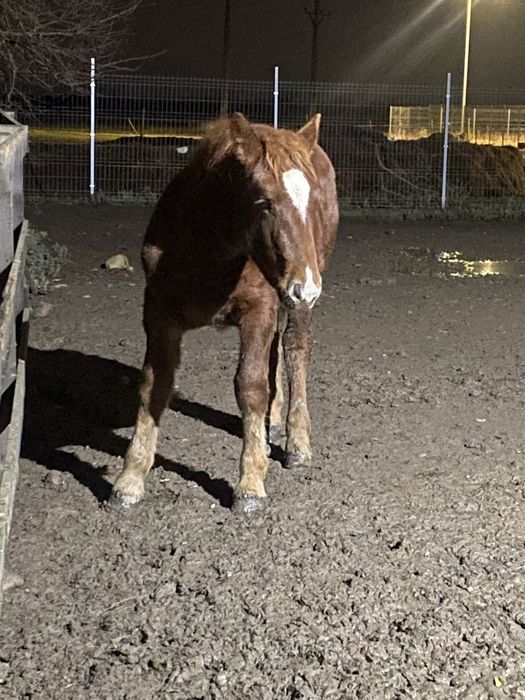 Manz blond cu genetica f buna