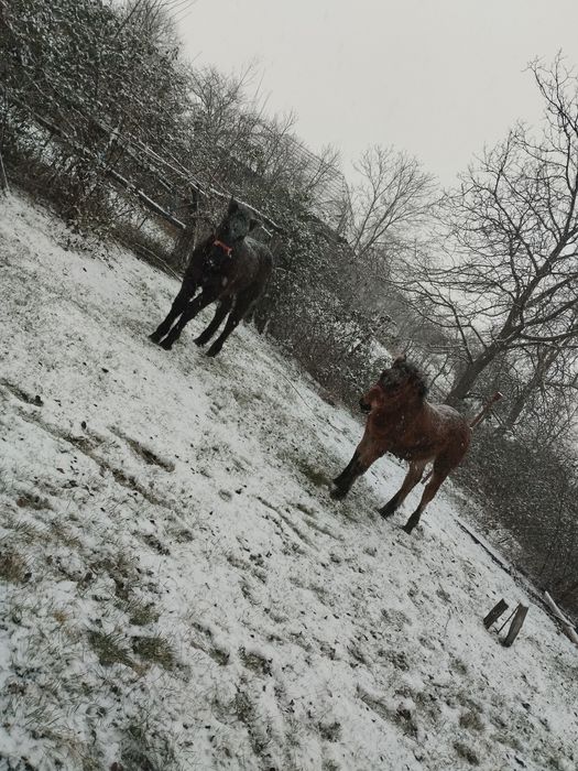 De vânzare mânz murg și mânză neagră